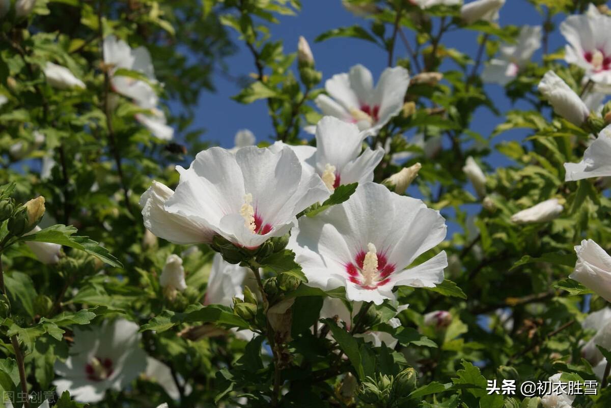 盛夏幽花木槿七首诗词（英英木槿花，淡然超群芳）