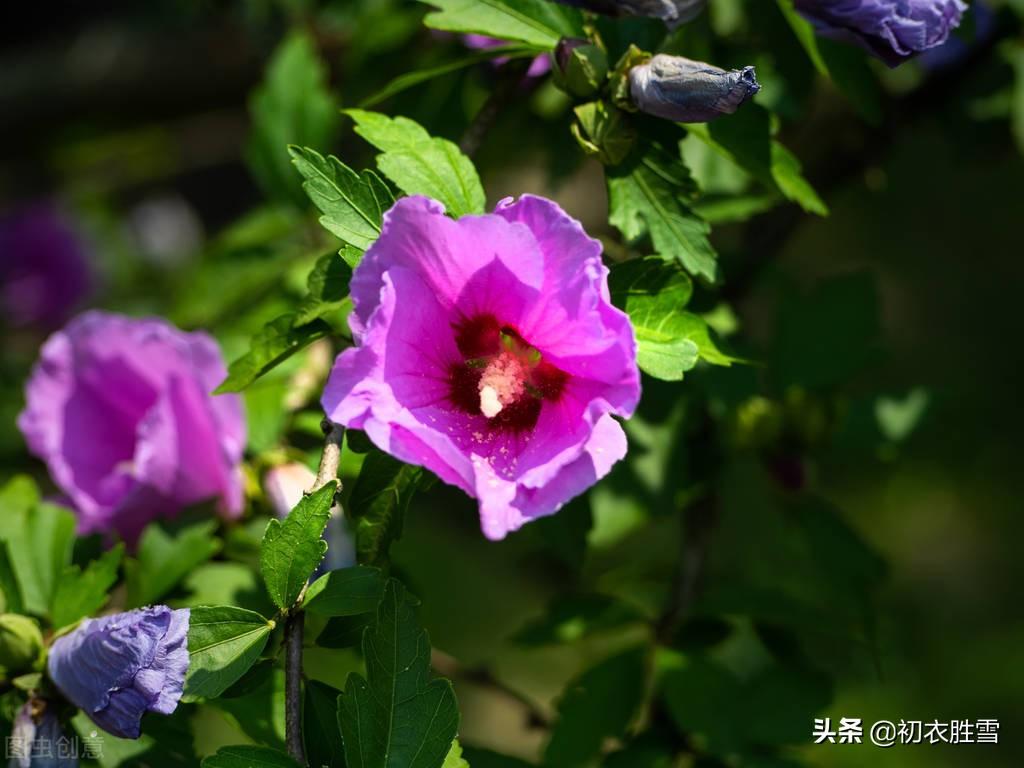 盛夏幽花木槿七首诗词（英英木槿花，淡然超群芳）