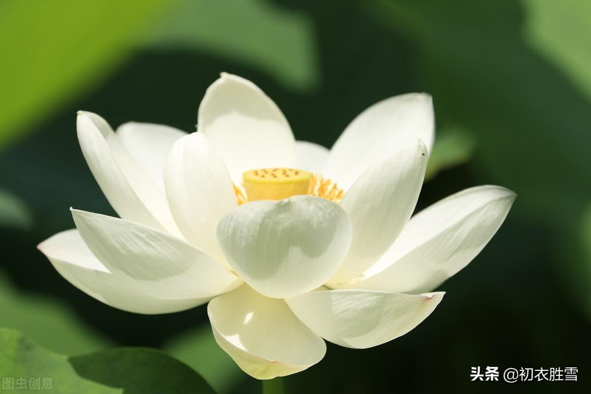 白居易白莲花六首诗词（先问江南物在耶，回头点检白莲花）