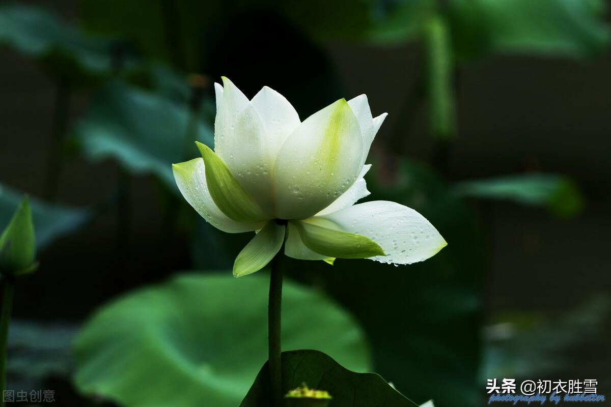 白居易白莲花六首诗词（先问江南物在耶，回头点检白莲花）