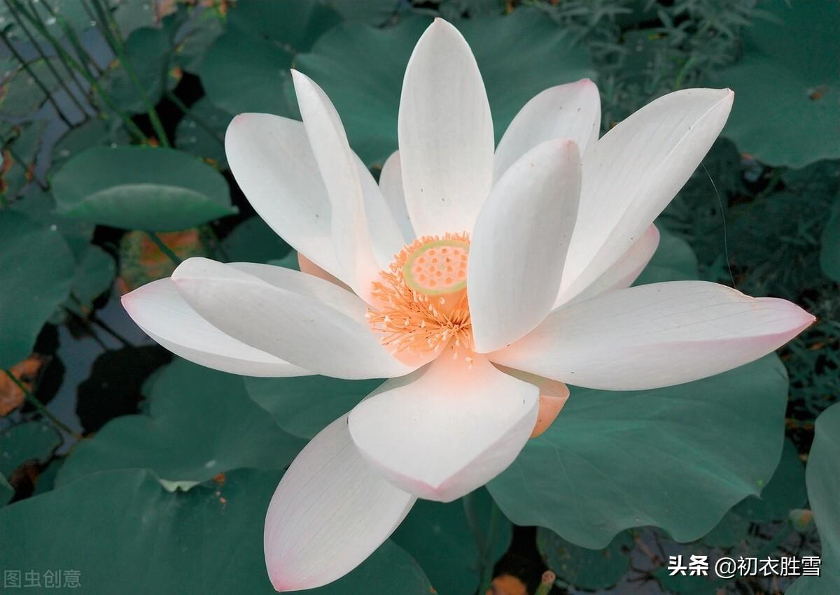 白居易白莲花六首诗词（先问江南物在耶，回头点检白莲花）