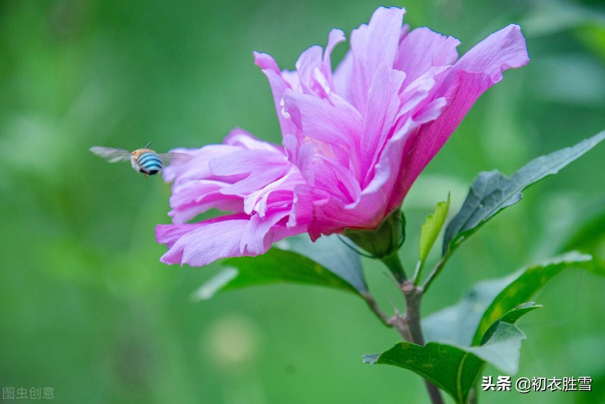 谁说槿花不见夕，它是一日一回新（夏花木槿古诗七首）