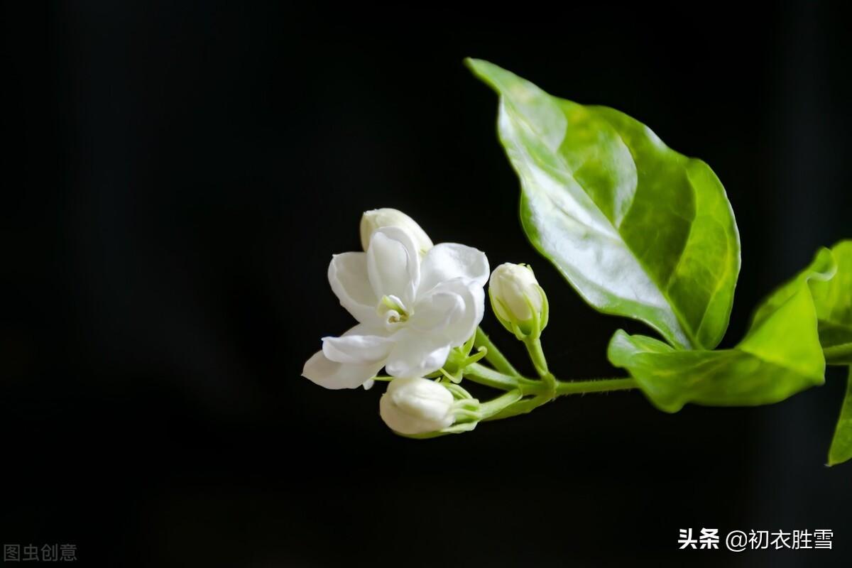 著人茉莉花如雪，茉莉心香细雨天（夏花茉莉八首诗词）