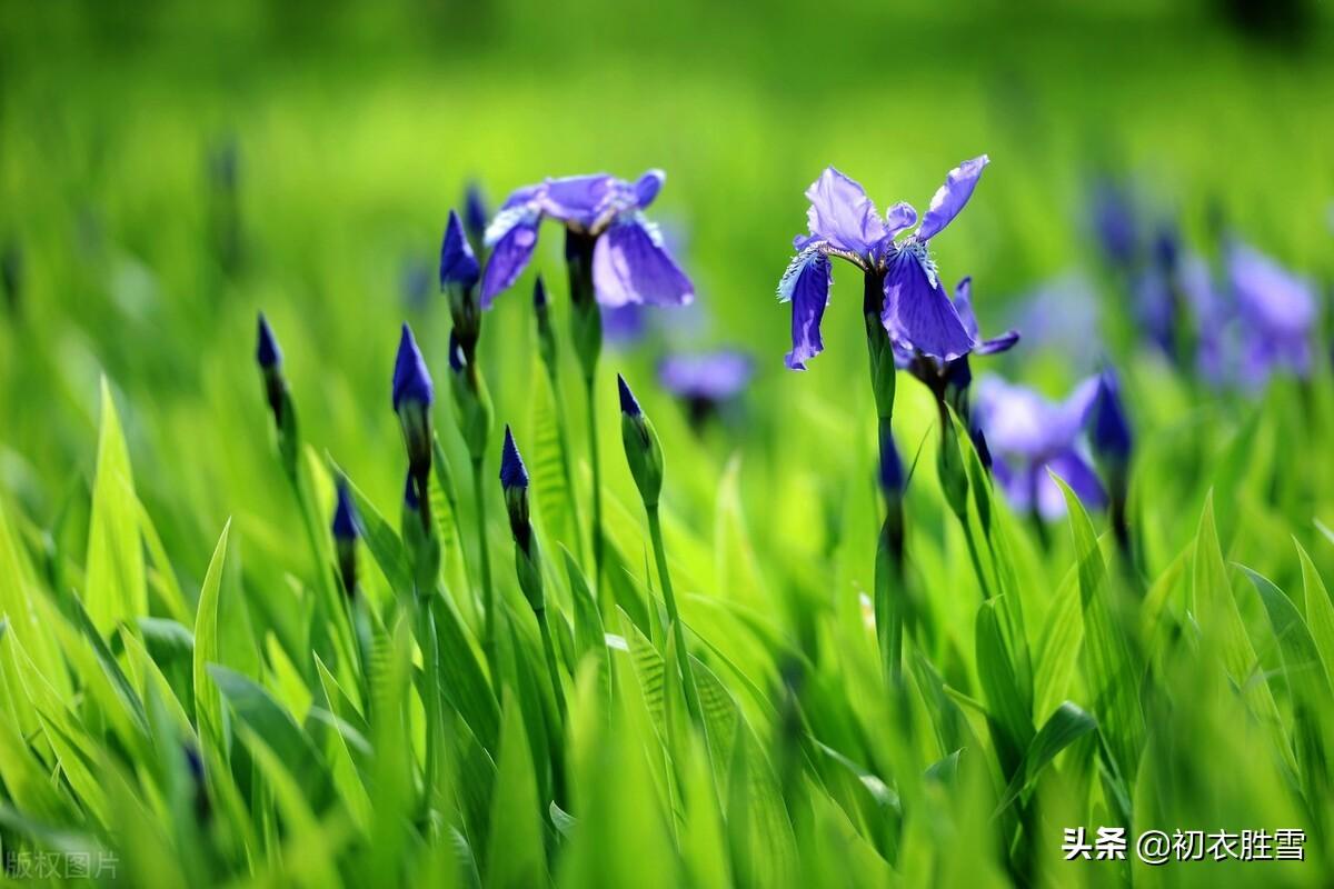 五月五日天中节，旋刻菖蒲好避邪（端午节诗词六首）