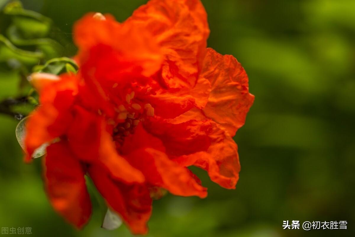 榴花照眼江天暮，榴花不似舞裙红（石榴花六首诗词）