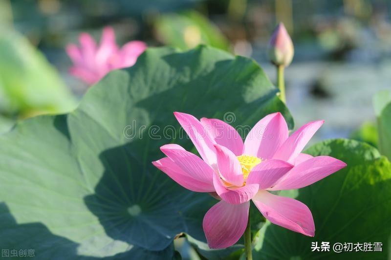 荷花六首优美诗词（花得水扶持，水因花富贵）