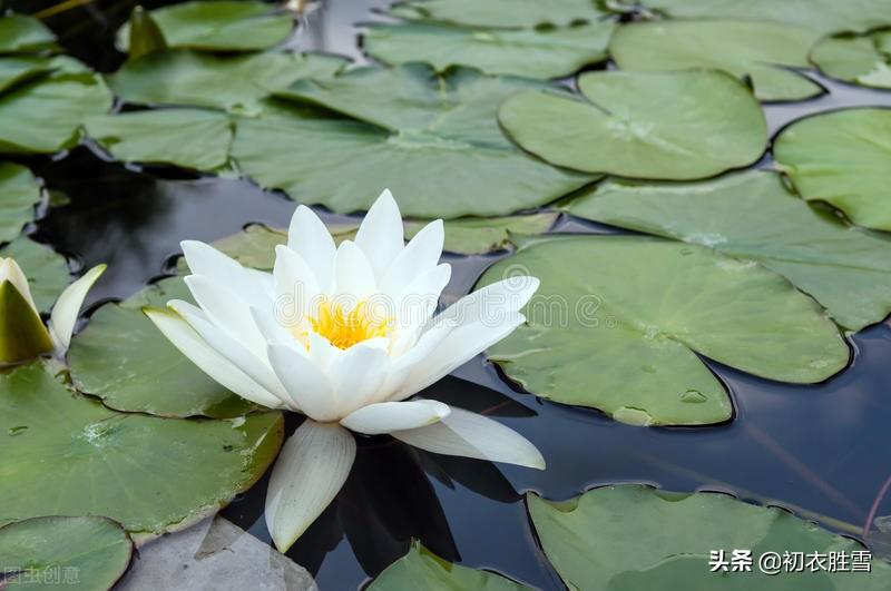 睡莲五首优美古诗（汀洲采白苹，肠断白苹洲）