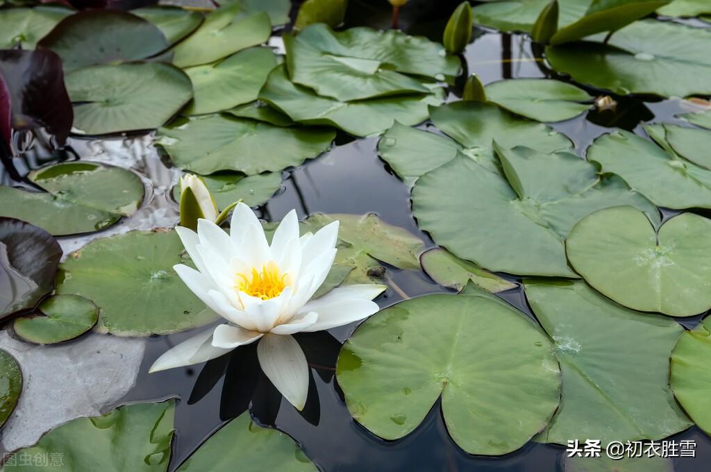 睡莲五首优美古诗（汀洲采白苹，肠断白苹洲）