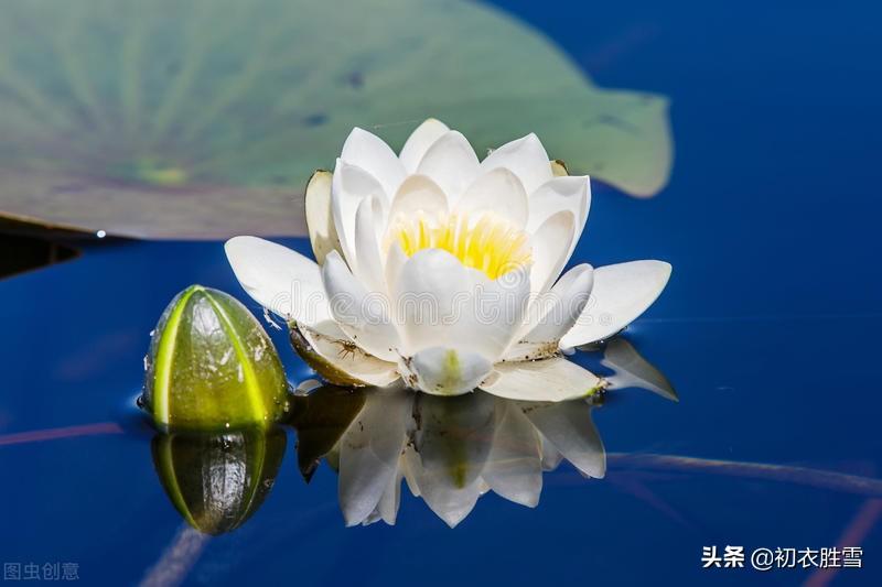 睡莲五首优美古诗（汀洲采白苹，肠断白苹洲）