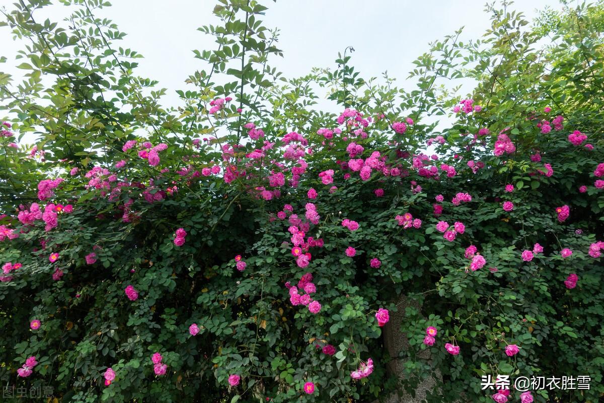 花到蔷薇明艳艳，一架长条万朵春（晚春蔷薇8首诗词）