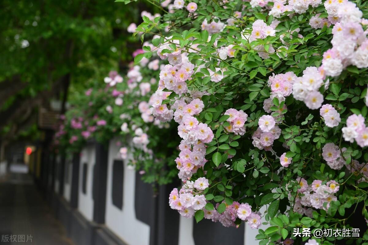 花到蔷薇明艳艳，一架长条万朵春（晚春蔷薇8首诗词）