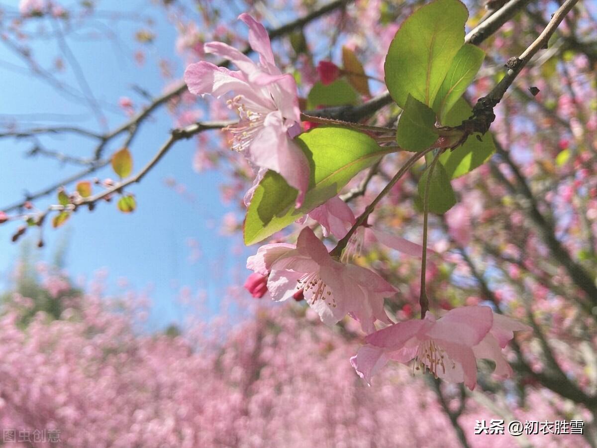 百花次第争先出，唯有海棠梨第一（仲春海棠唯美古诗）