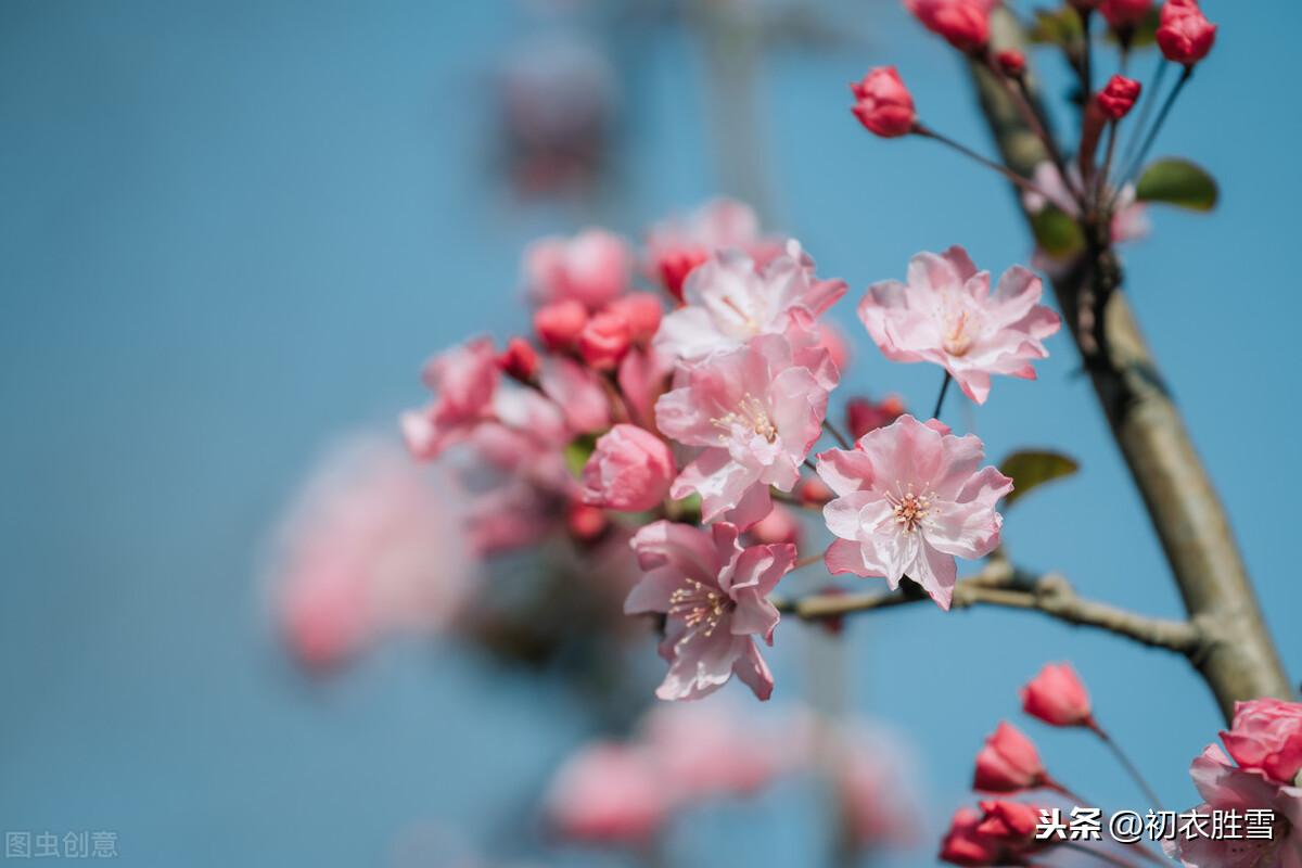 百花次第争先出，唯有海棠梨第一（仲春海棠唯美古诗）