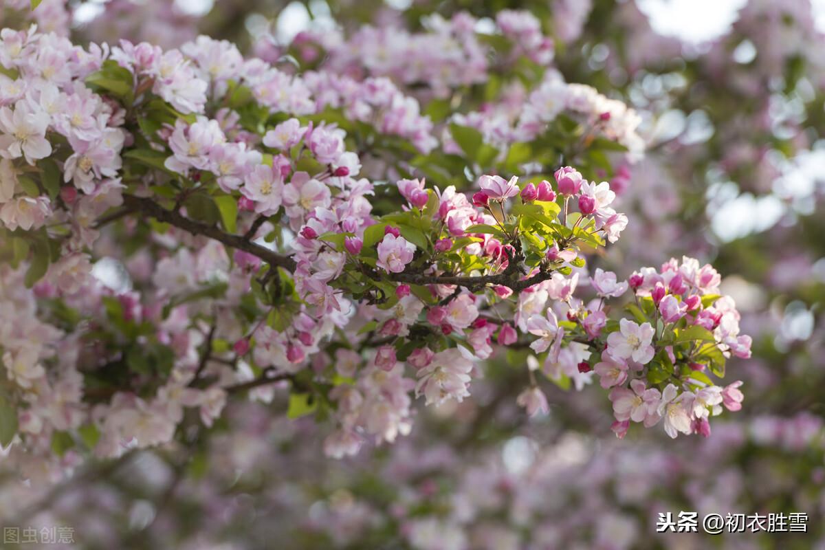 百花次第争先出，唯有海棠梨第一（仲春海棠唯美古诗）