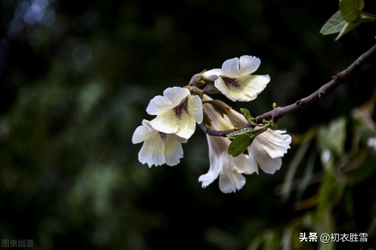 仰头看桐树，桐花特可怜（清明节气桐花诗词8首）