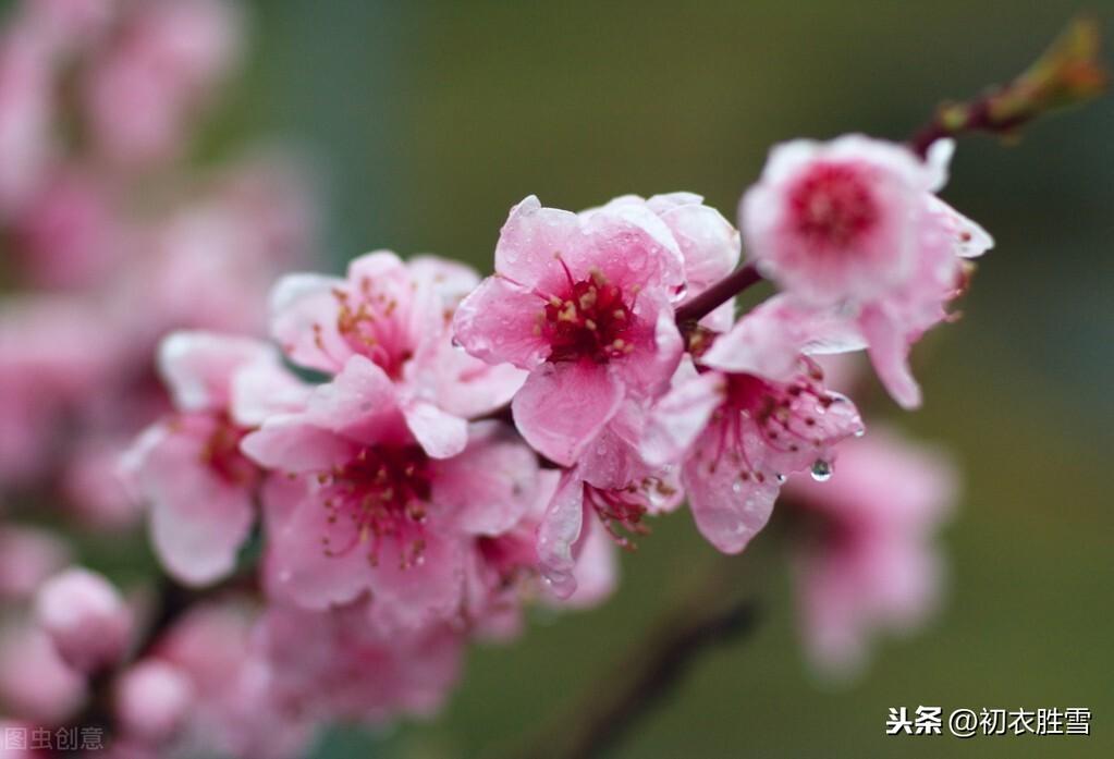 二十四节气惊蛰五首古诗（惊蛰二月节，杏花胭脂雨）