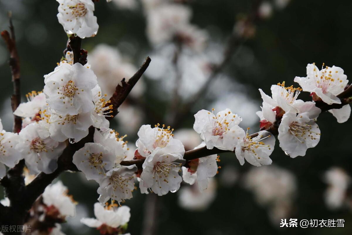 二十四节气惊蛰五首古诗（惊蛰二月节，杏花胭脂雨）