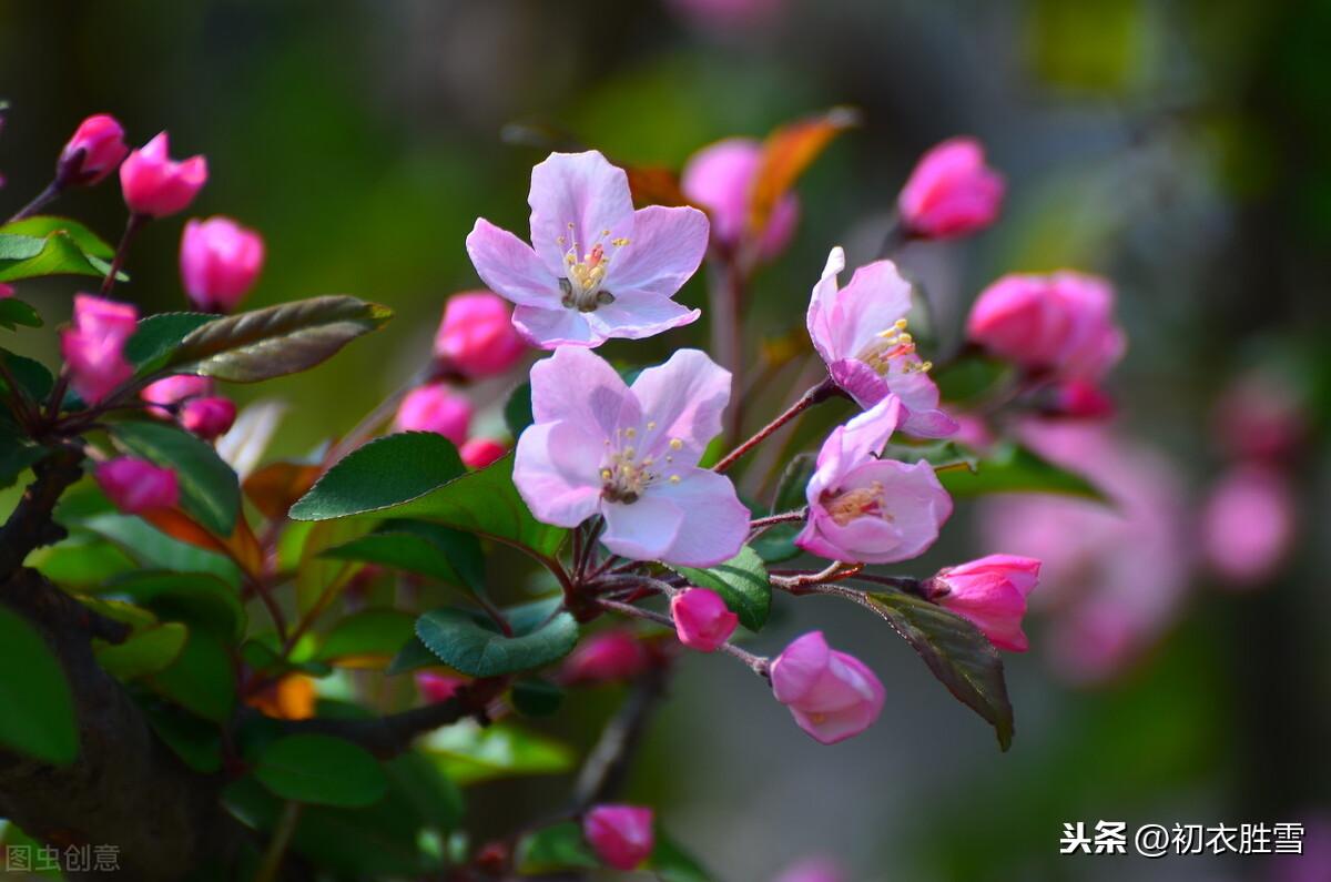 海棠6首诗词古句（海棠花里鹧鸪啼，半开时节最妖娆）