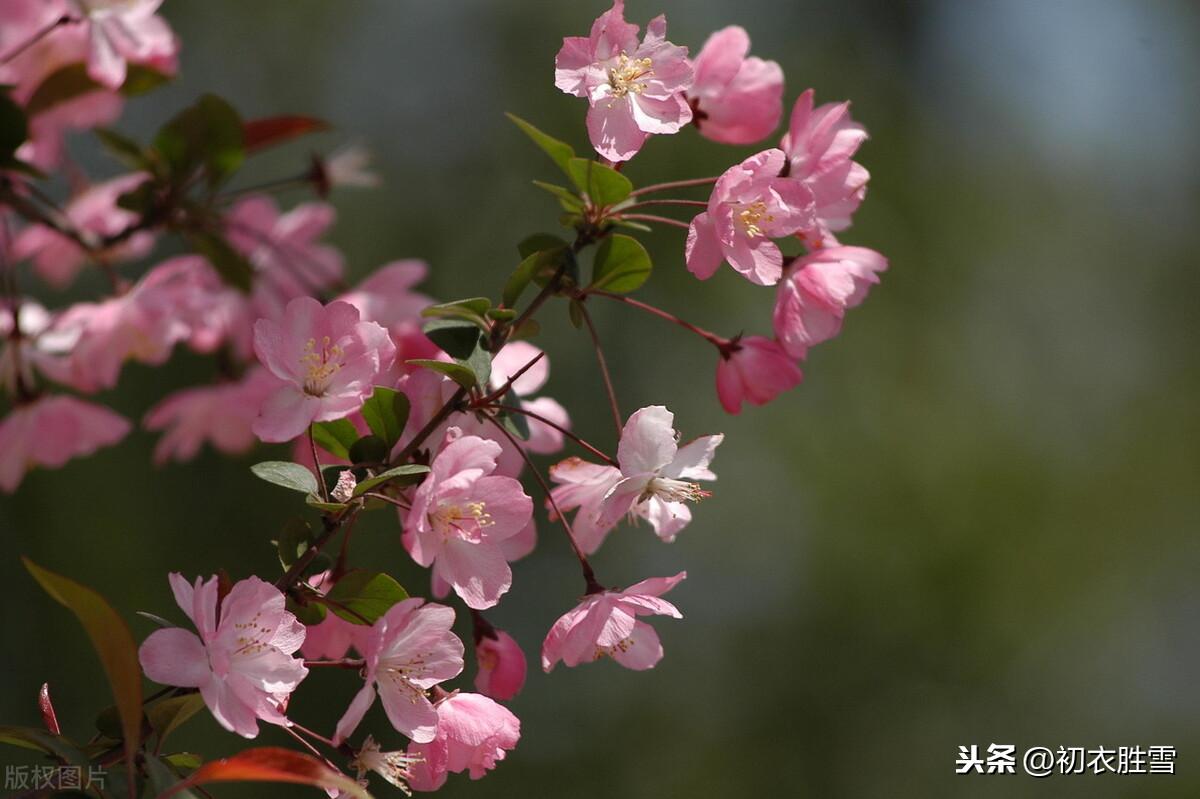 海棠6首诗词古句（海棠花里鹧鸪啼，半开时节最妖娆）