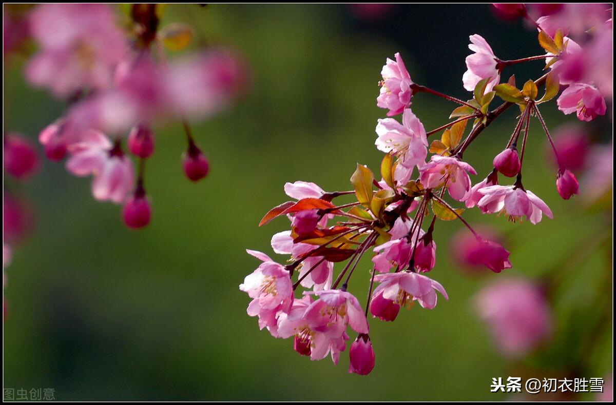 三月春风二月花，豆蔻梢头二月初（六首二月花古诗词）