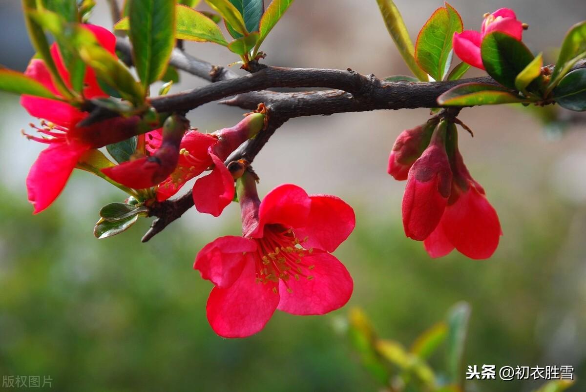 三月春风二月花，豆蔻梢头二月初（六首二月花古诗词）