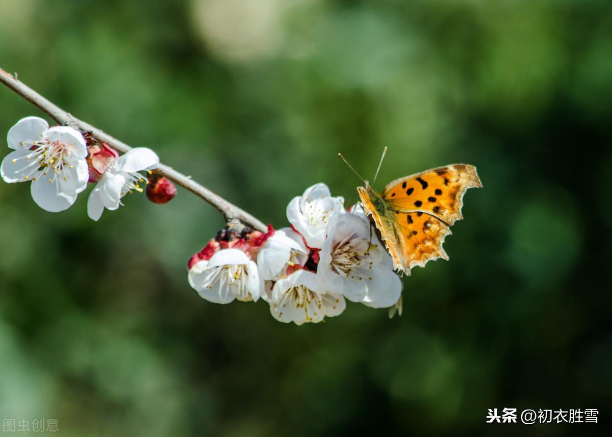 三月春风二月花，豆蔻梢头二月初（六首二月花古诗词）