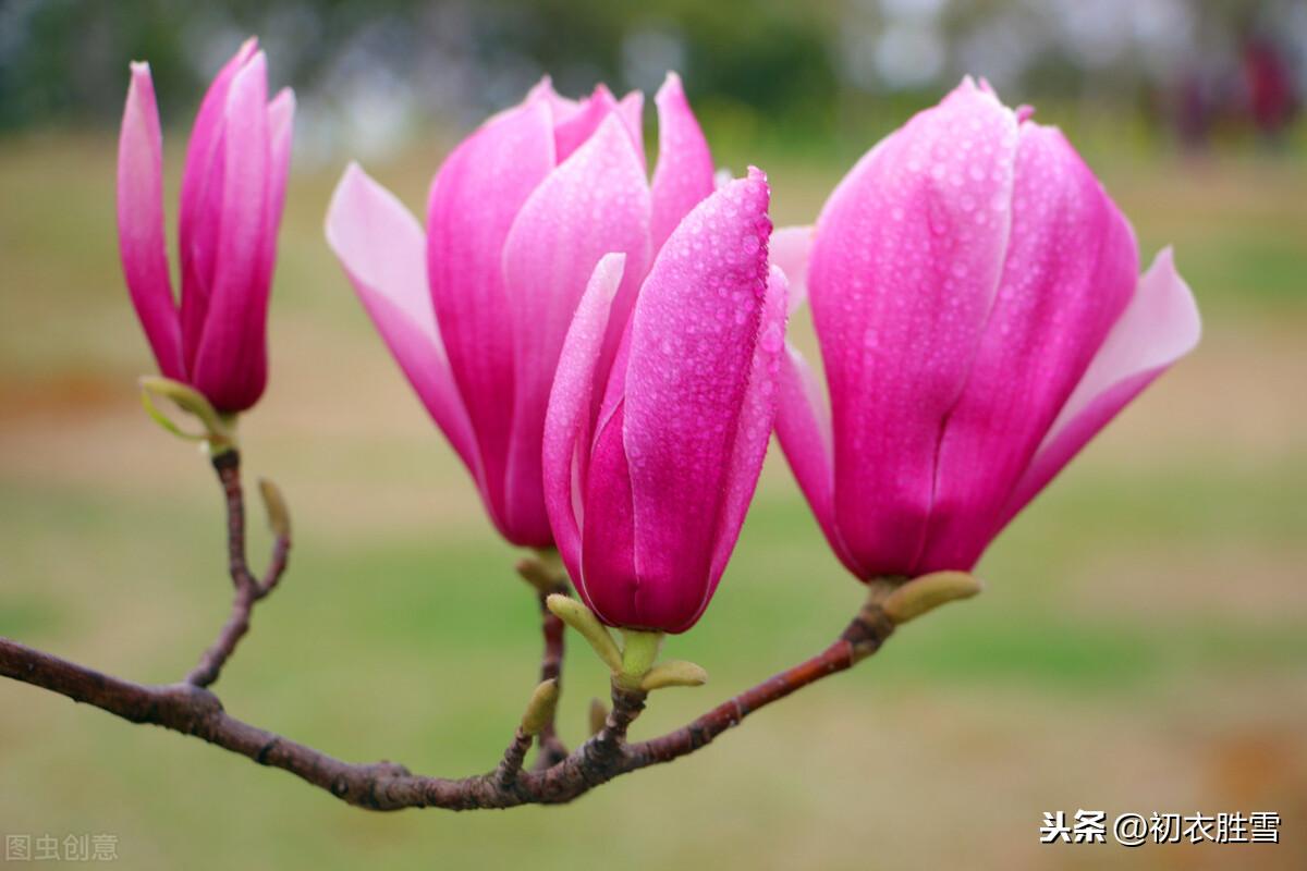 早春辛夷花六首古诗（空庭向晚春微雨，红胭脂染小莲花）