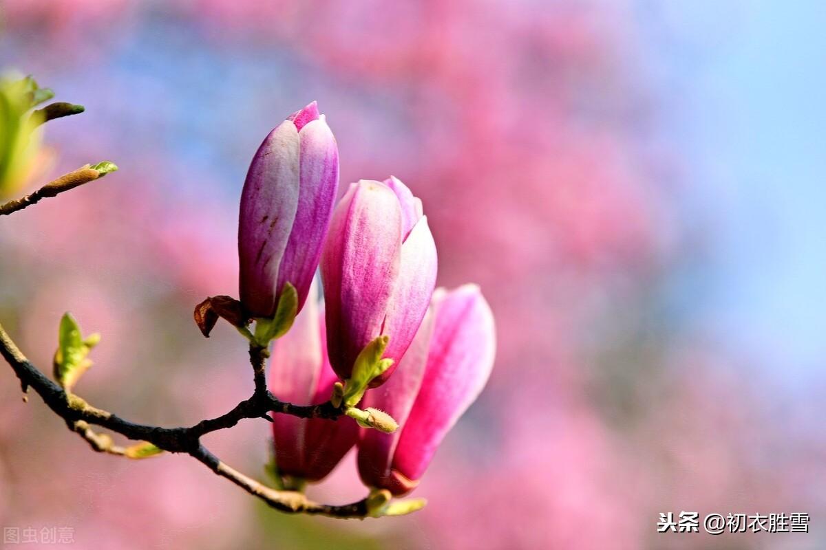 早春辛夷花六首古诗（空庭向晚春微雨，红胭脂染小莲花）