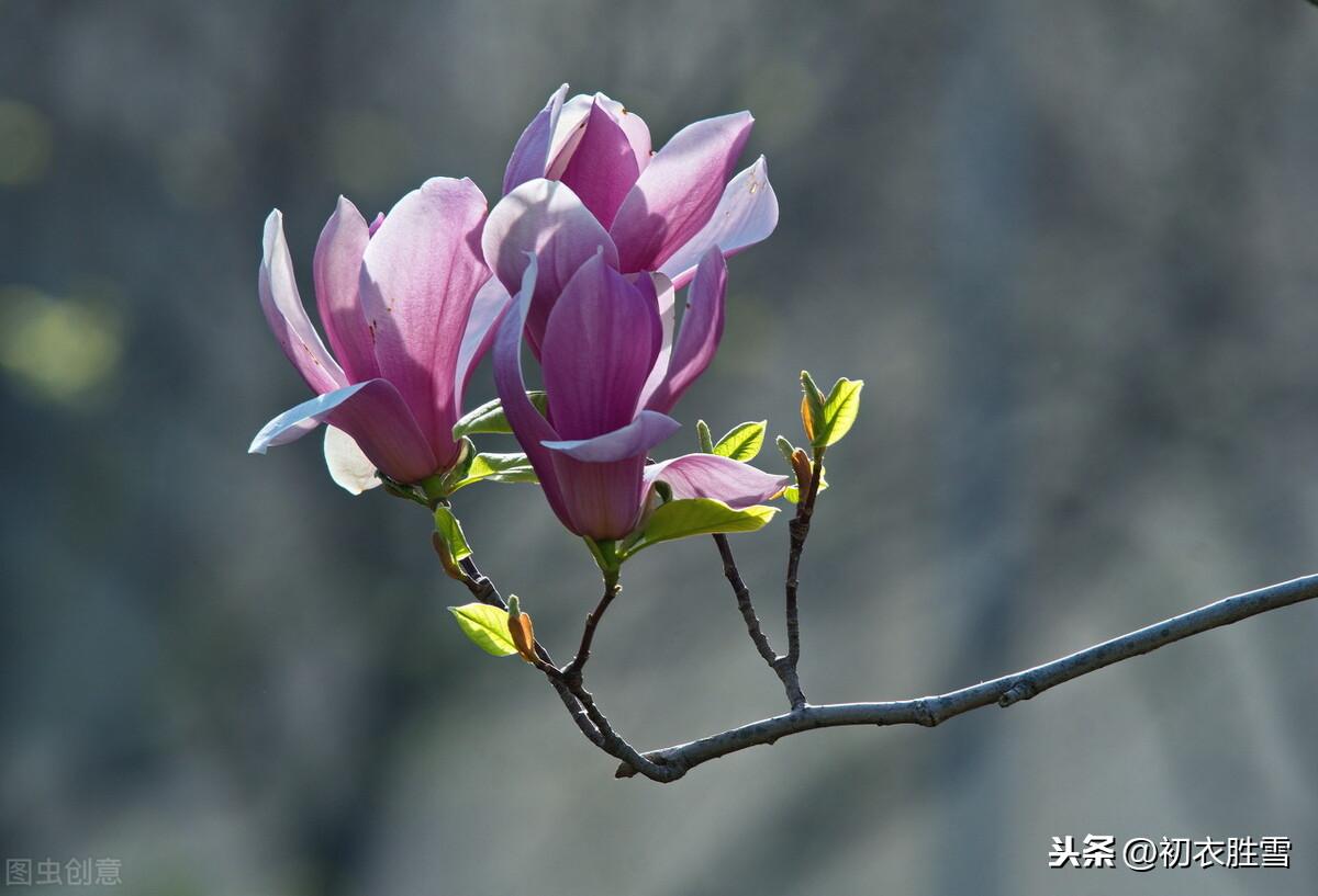 早春辛夷花六首古诗（空庭向晚春微雨，红胭脂染小莲花）