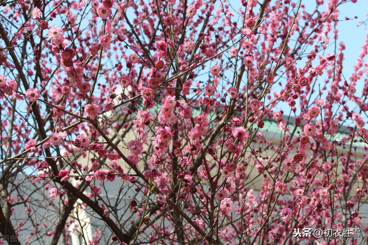 早春梅花五首五言诗词（看花识梅早，乡思满南枝）