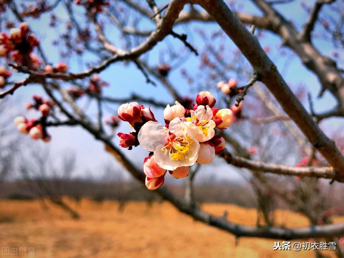 早春梅花五首五言诗词（看花识梅早，乡思满南枝）