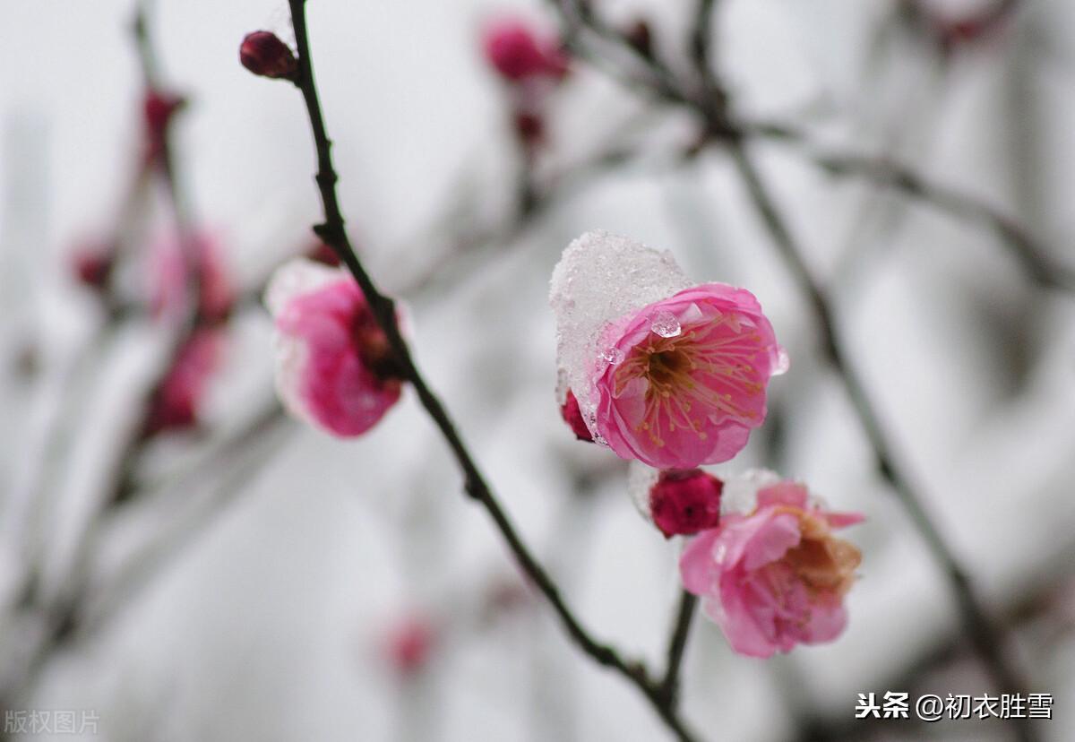 大寒节气梅花三首古诗（不有大寒风气势，难开小朵玉精神）