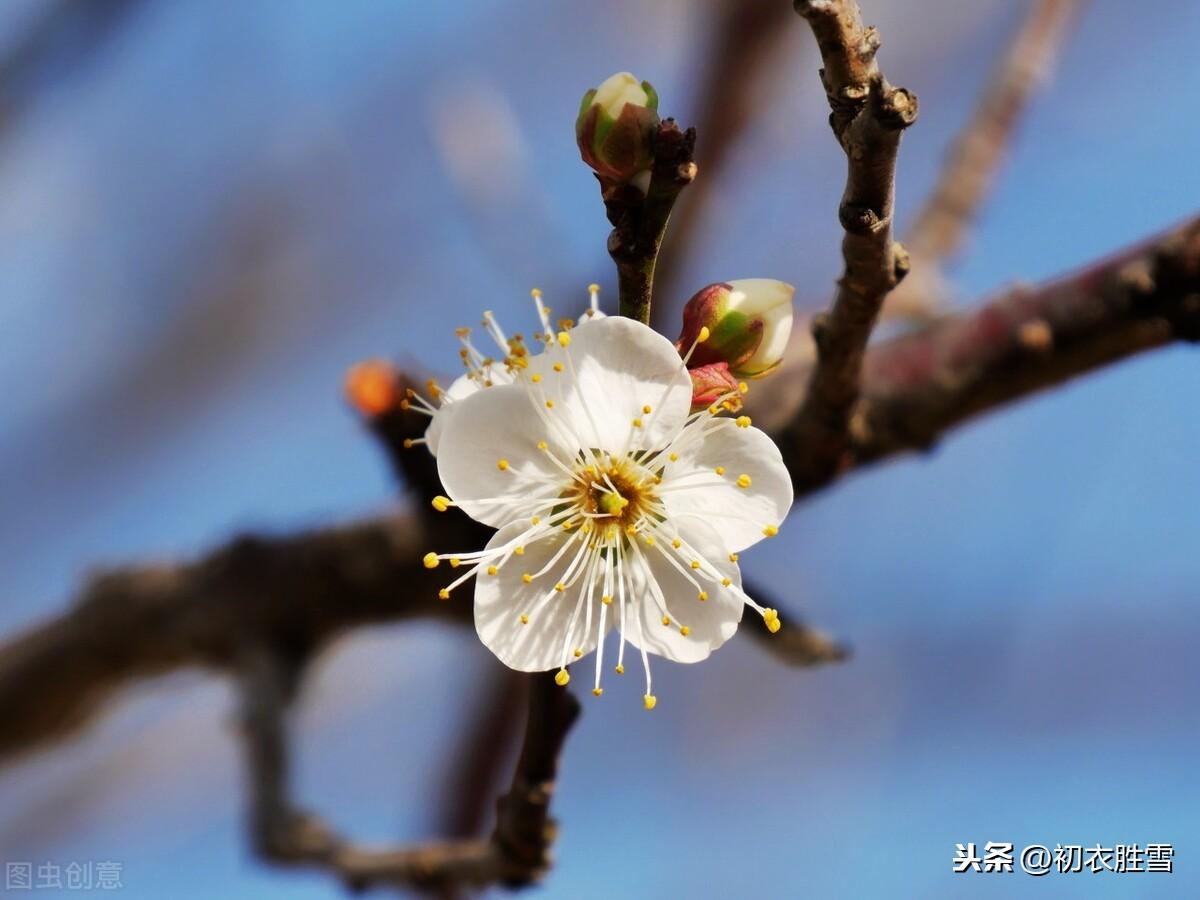 粲然一笑亦何奇，结得梅花一笑缘（梅花笑五首诗词）