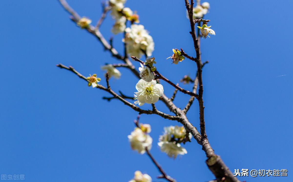 韩偓梅花两首古诗（梅花不肯傍春光，自向深冬著艳阳）