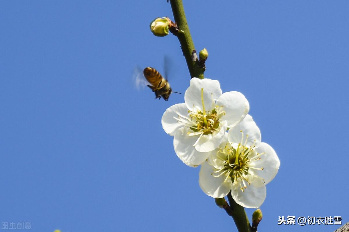 韩偓梅花两首古诗（梅花不肯傍春光，自向深冬著艳阳）