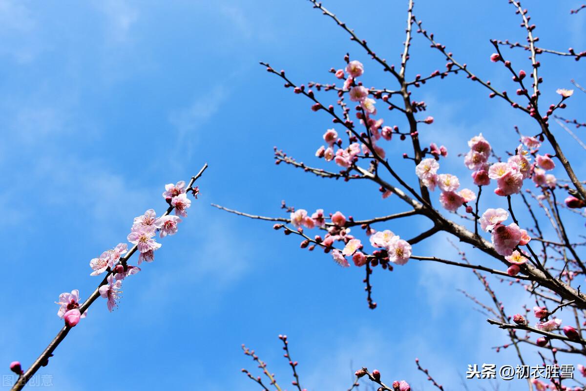 韩偓梅花两首古诗（梅花不肯傍春光，自向深冬著艳阳）