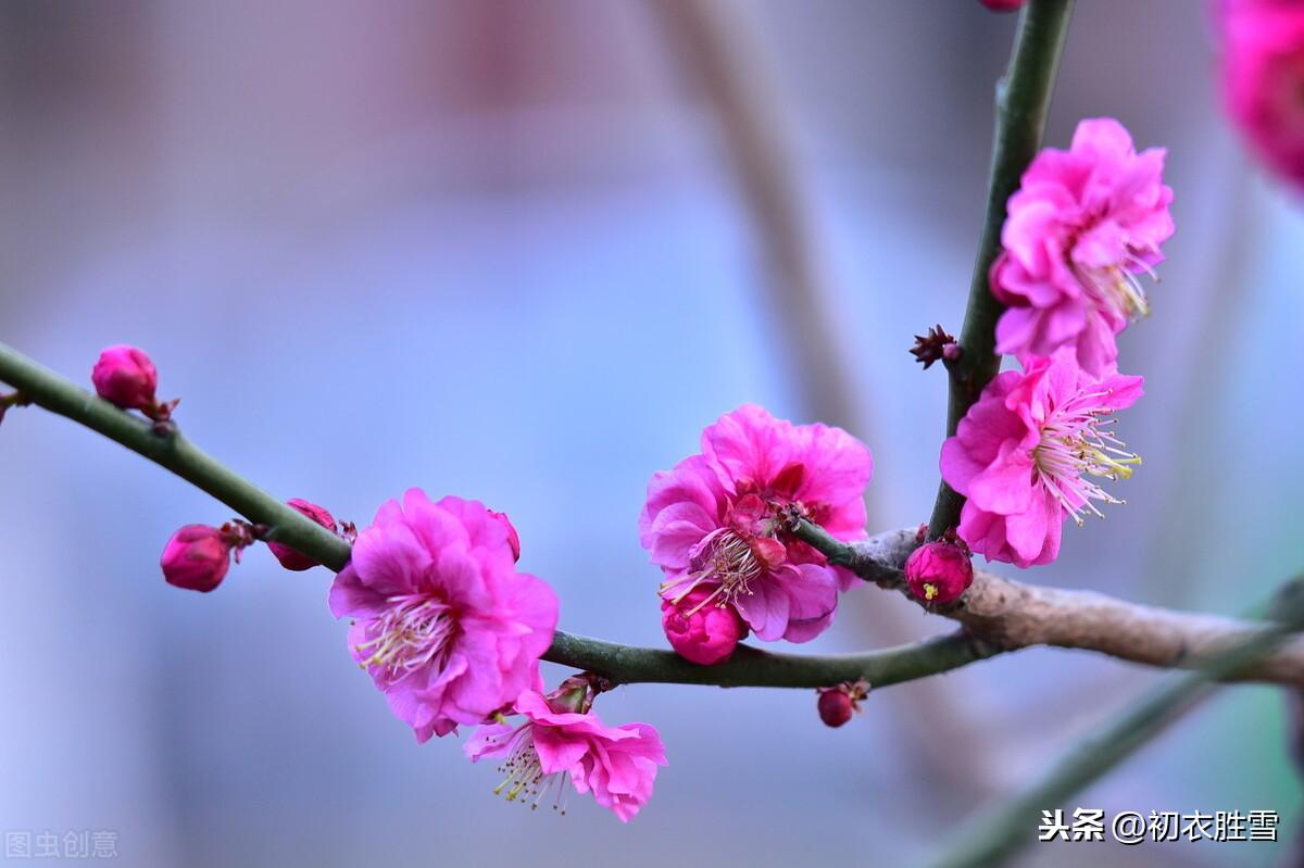 试题新贴纪新年，多折梅花供老天（元旦8首经典古诗）