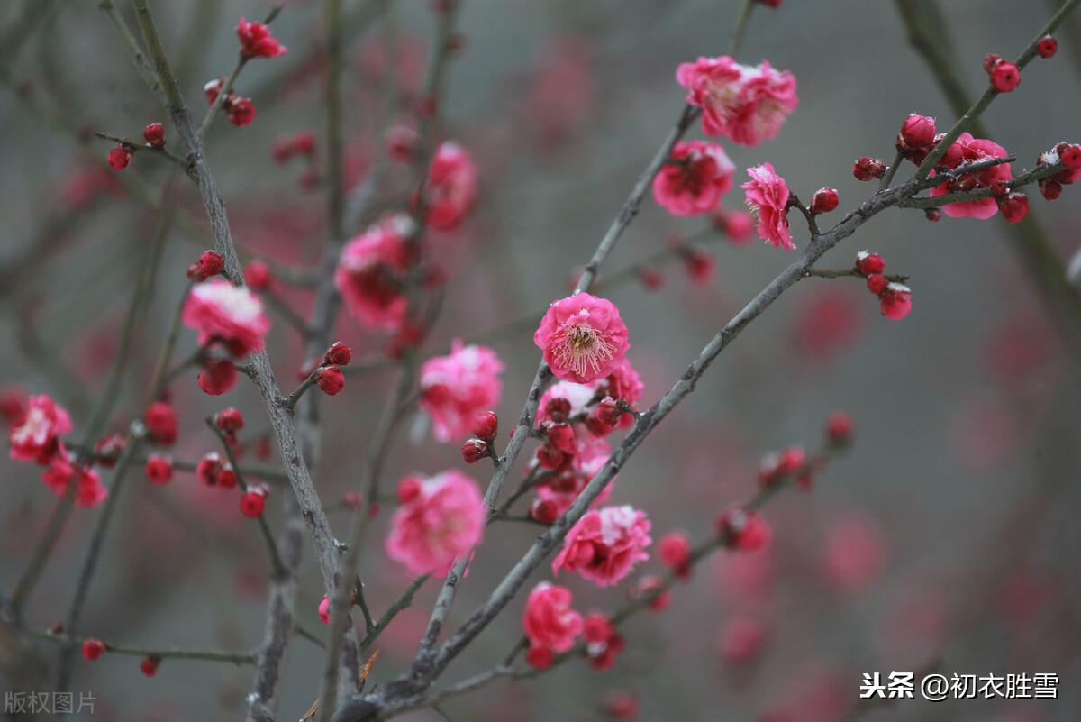 试题新贴纪新年，多折梅花供老天（元旦8首经典古诗）