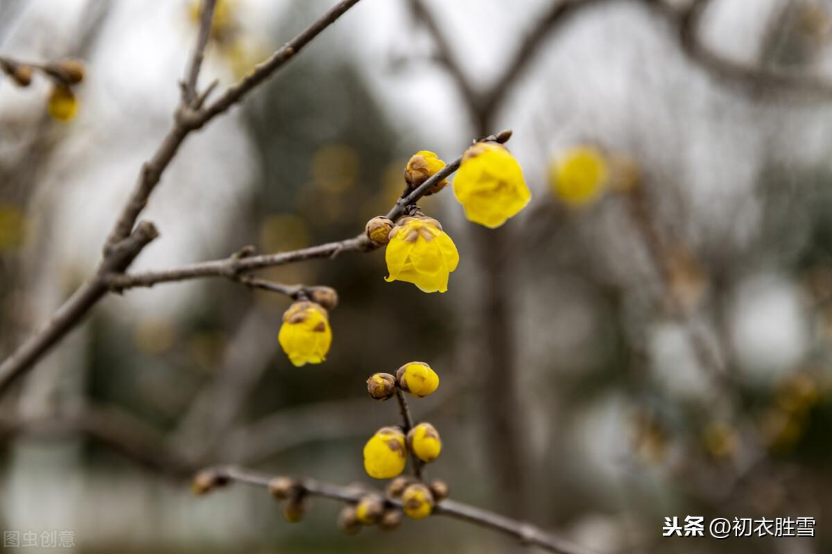 冬日名花蜡梅4首古诗（高奇是蜡梅，蜡梅花冠百花香）