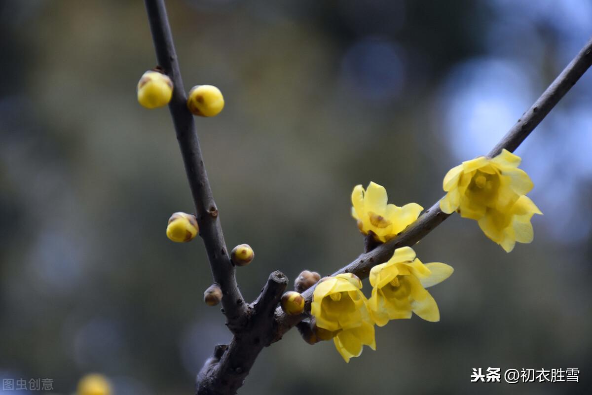 冬日名花蜡梅4首古诗（高奇是蜡梅，蜡梅花冠百花香）