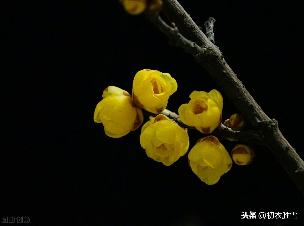 冬日名花蜡梅4首古诗（高奇是蜡梅，蜡梅花冠百花香）