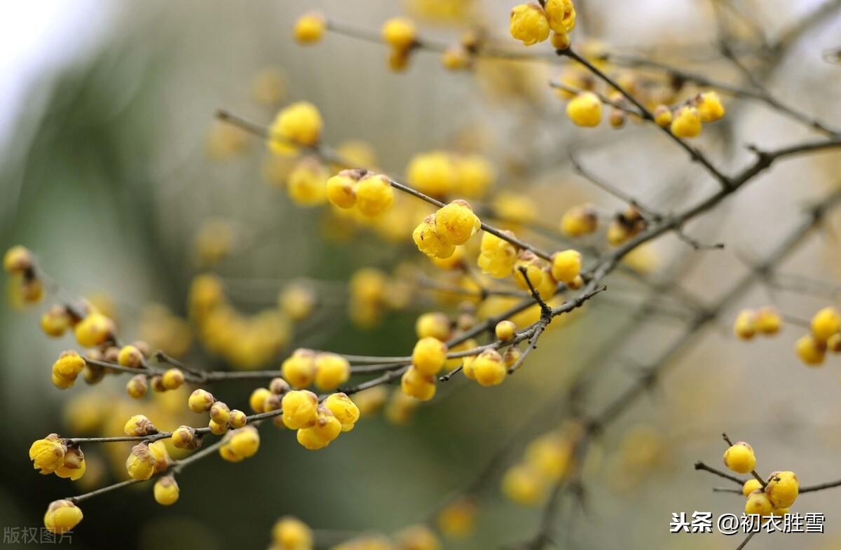 腊梅傲雪5首诗词（一冬不被风吹落，却讶江梅易断肠）