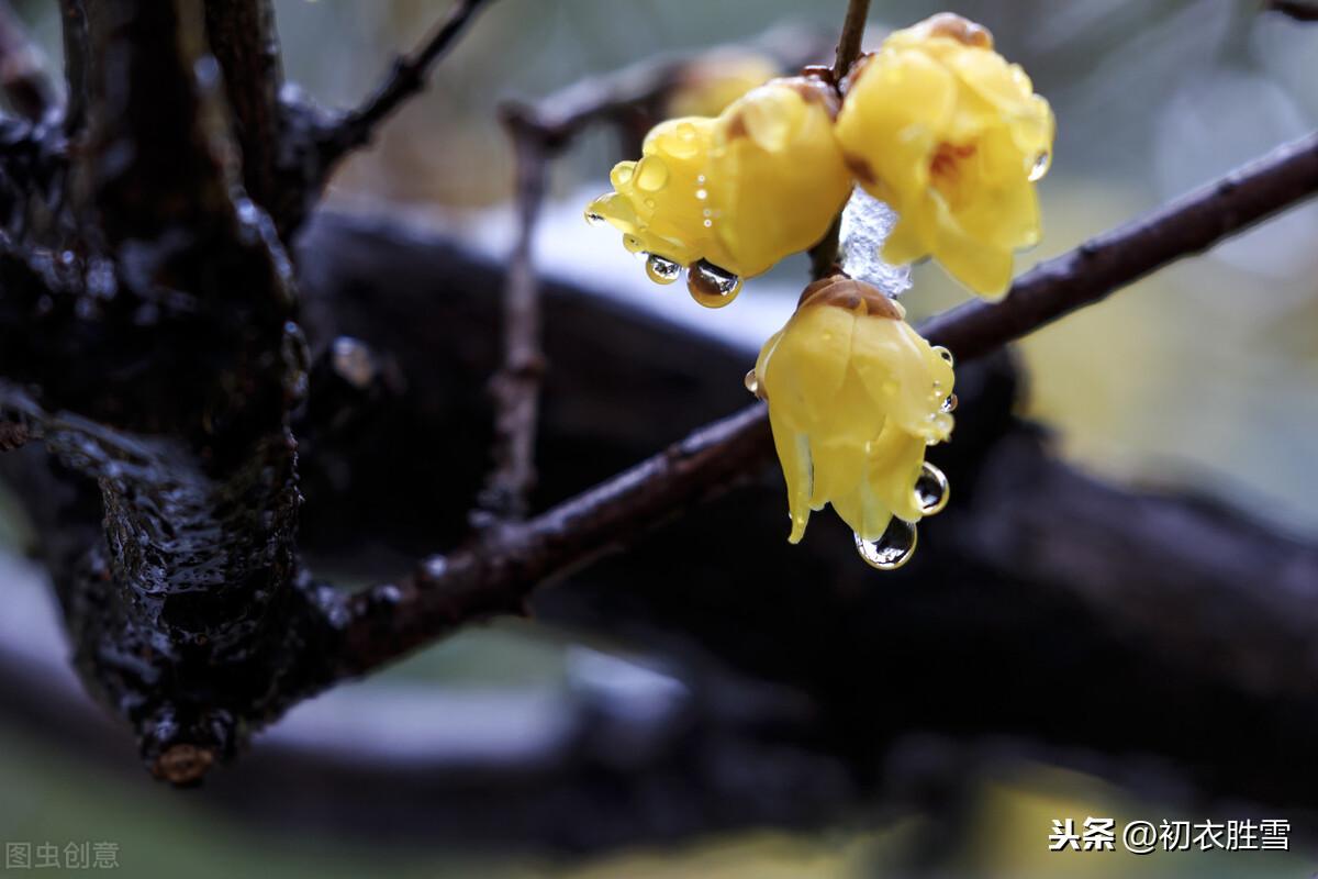 腊梅傲雪5首诗词（一冬不被风吹落，却讶江梅易断肠）