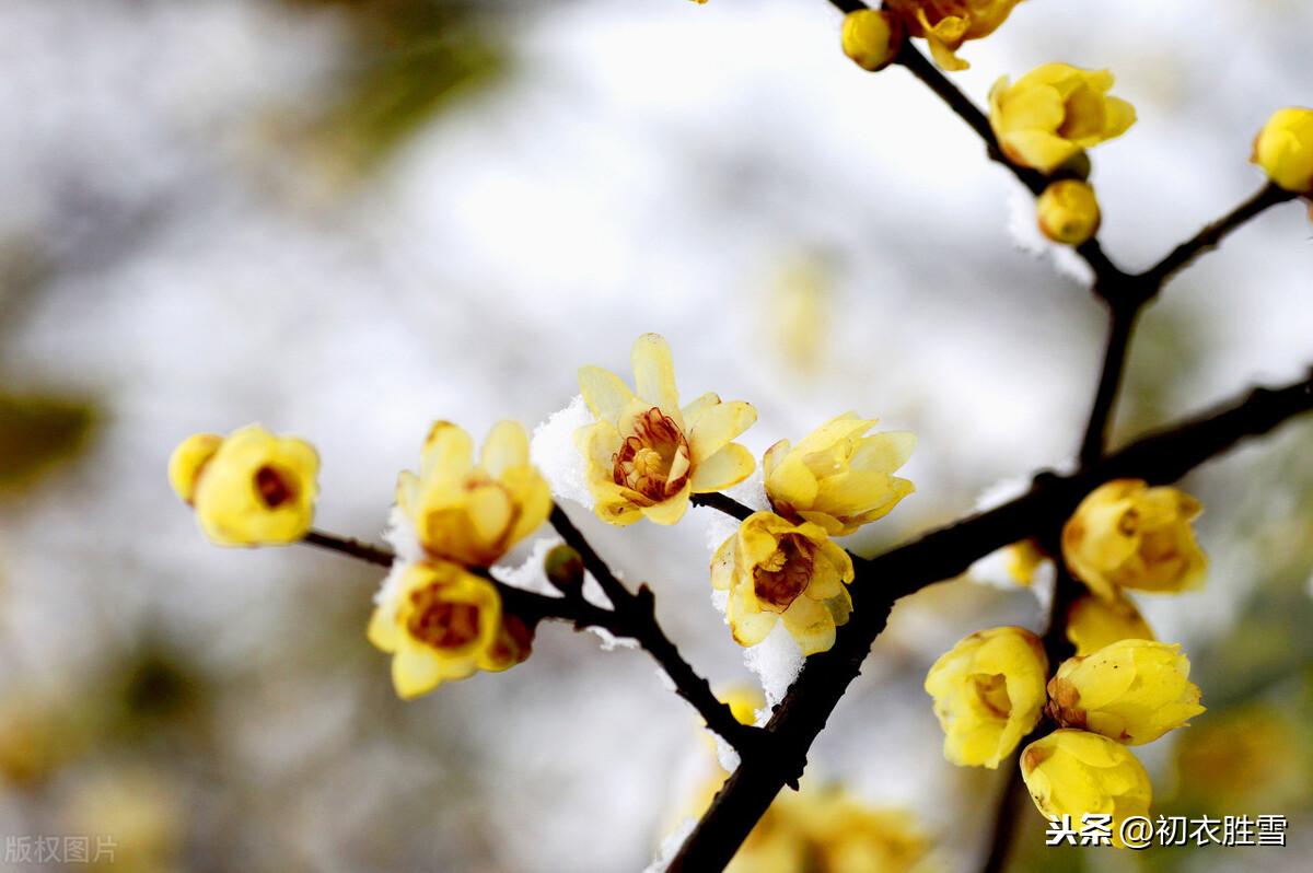 腊梅傲雪5首诗词（一冬不被风吹落，却讶江梅易断肠）