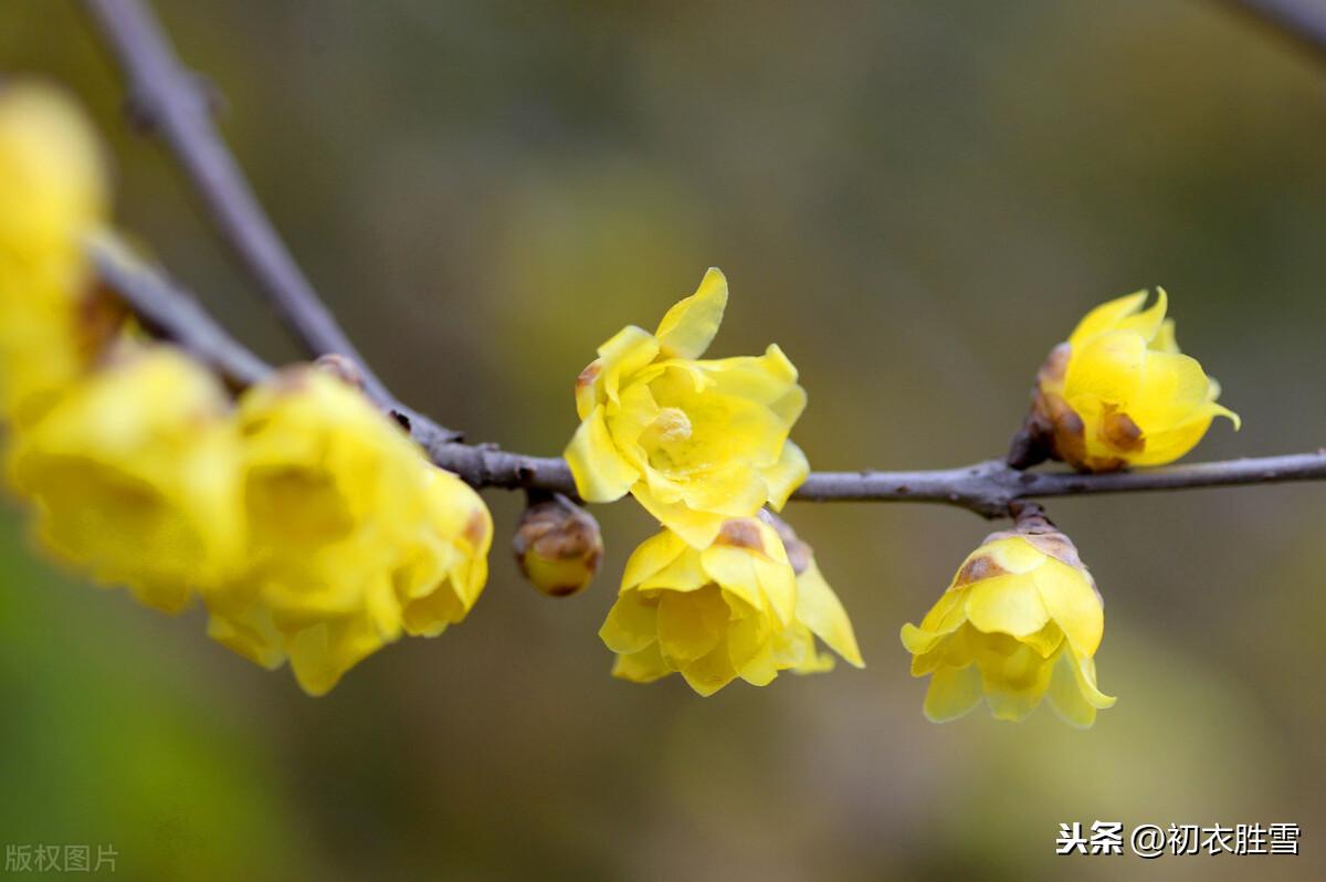 腊梅傲雪5首诗词（一冬不被风吹落，却讶江梅易断肠）