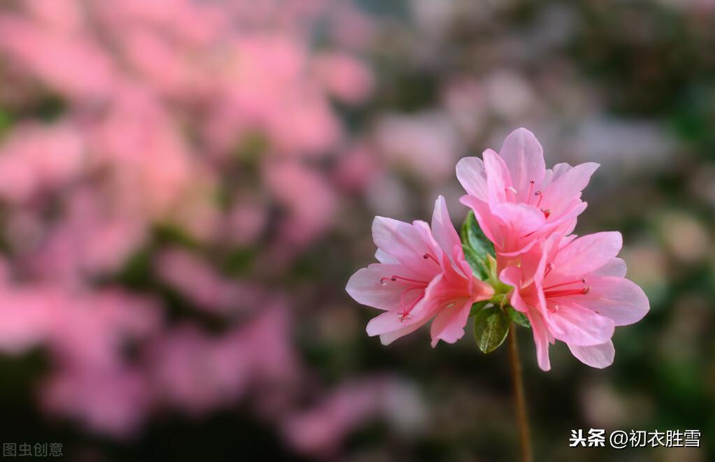 小雪节气10首诗词古句（十月梅花早春回，生意都从小雪来）