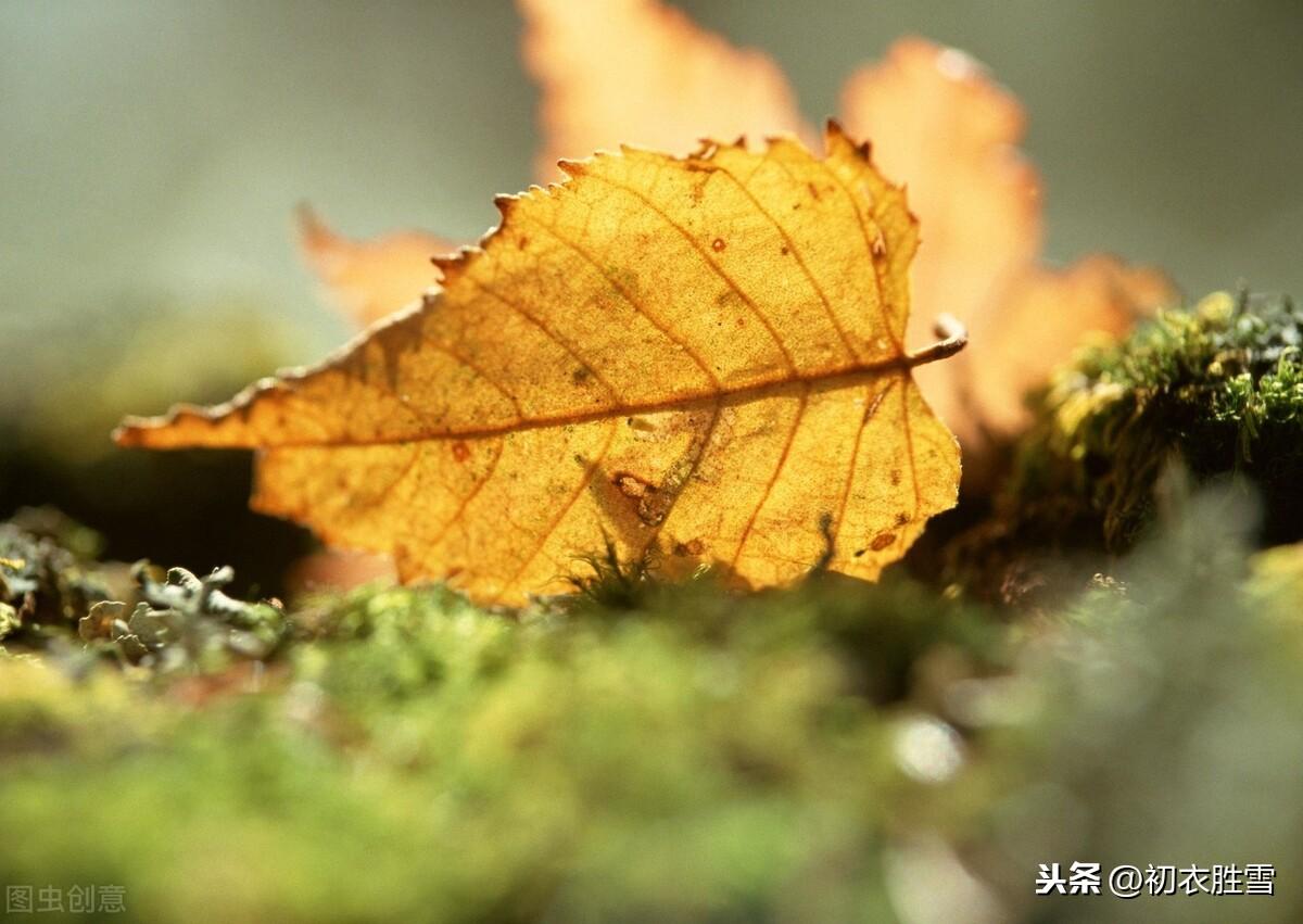 落叶惊风处处飞，绫梭夜夜织寒衣（关于寒衣六首诗词）