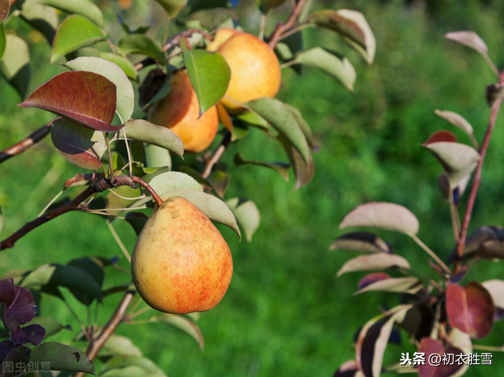 数派清泉黄菊盛，一林寒露紫梨繁（寒露节气7首古诗词）