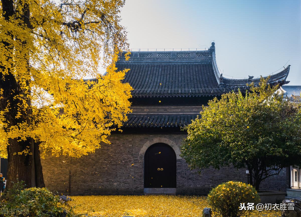 数派清泉黄菊盛，一林寒露紫梨繁（寒露节气7首古诗词）