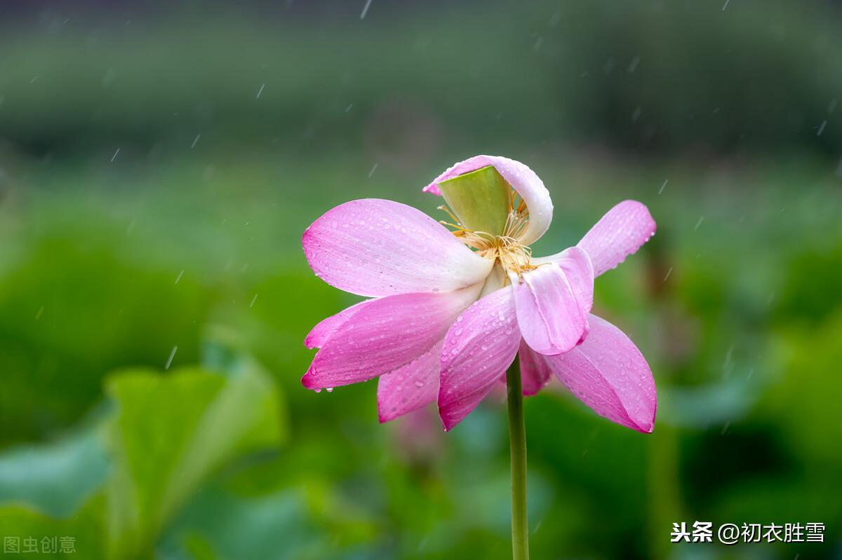 处暑节气7首优美古诗（一雨洗残暑，初秋生嫩凉）